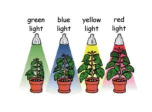 According to appearances, which light produces the healthiest plant? Green Blue Yellow-example-1