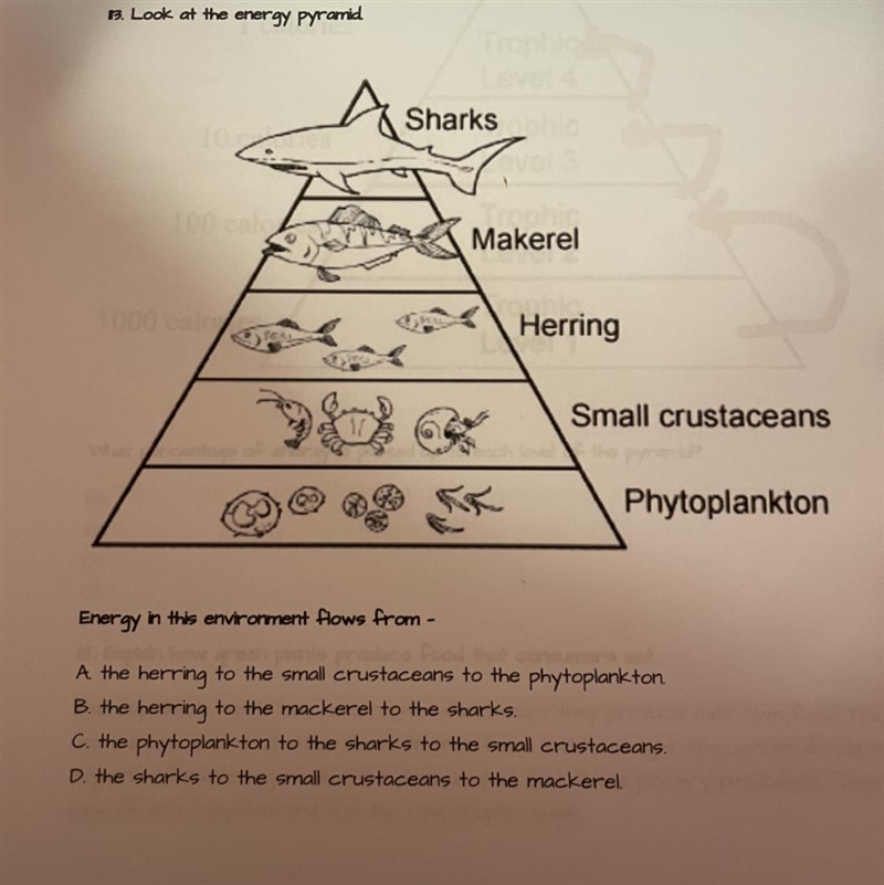 Energy in this environment flows from - A the herring to the small crustaceans to-example-1