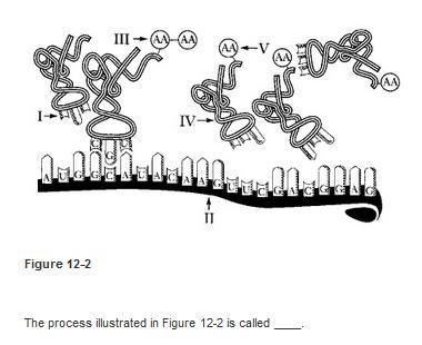 NEED HELP ASAP BIOLOGY 40 POINTS-example-3