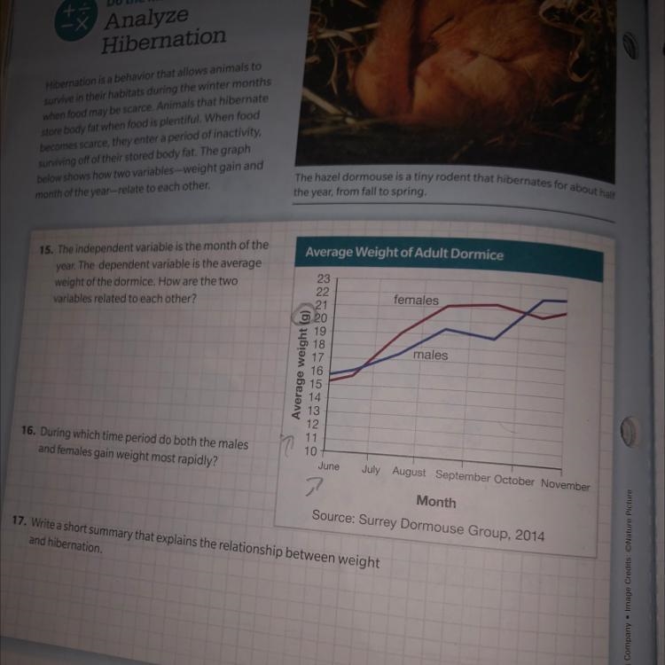 Write a short summary that explains the relationship between weight and hibernation-example-1