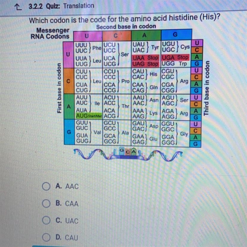 A. AAC B. CAA C. UAC D. CAU-example-1