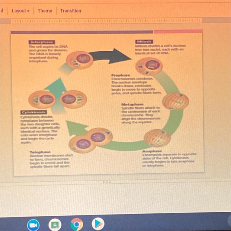 What stage ensures that each cell receives an identical set of DNA during mitosis-example-1