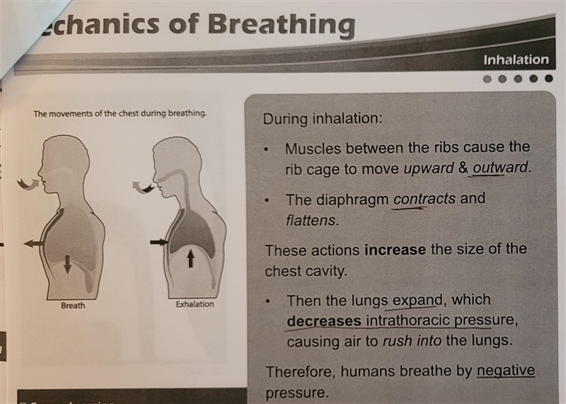 True or False: Exhalation is a passive process.-example-2