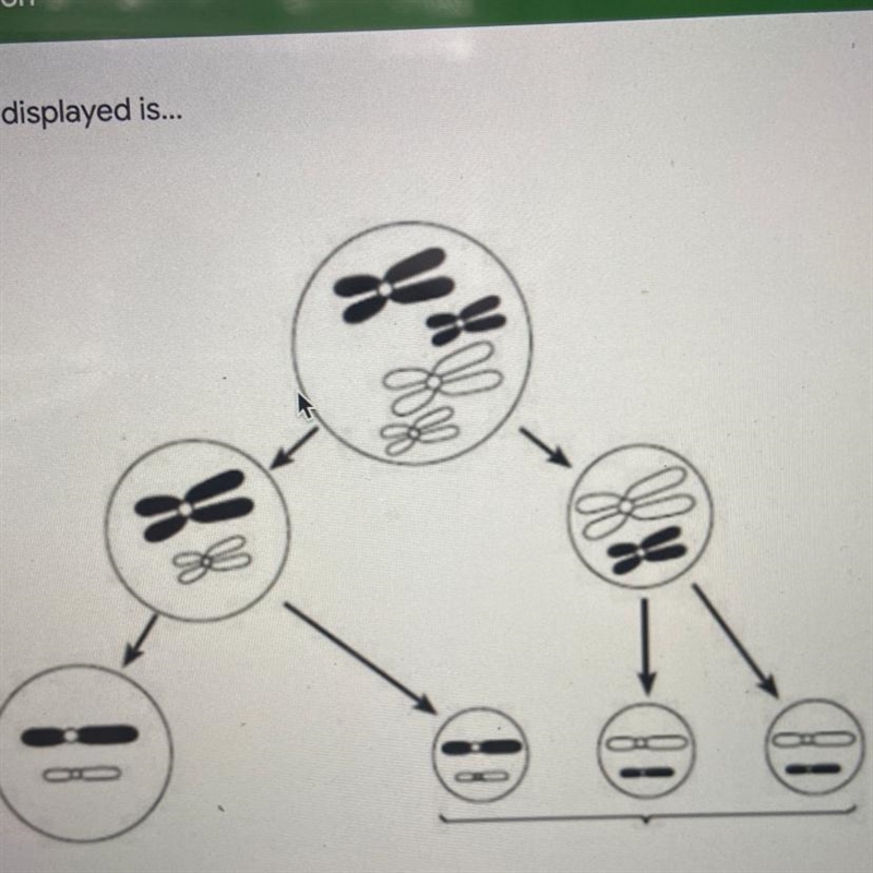 The process displayed is... A) Meiosis, because there is only one division B) meiosis-example-1