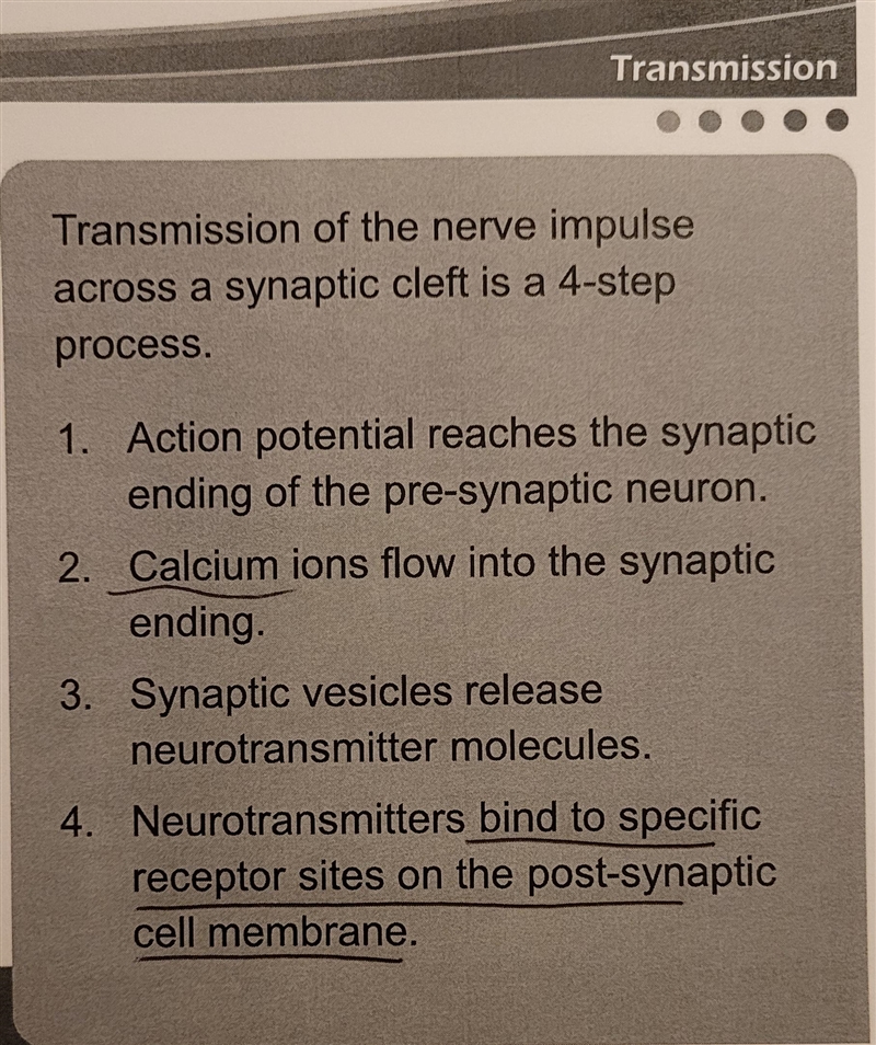 An action potential in the pre-synaptic neuron causes which ion to flow into the synaptic-example-2