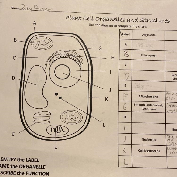 I need help labeling the plant organelles-example-1