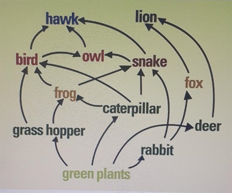 Identify an organism in the food web that is tertiary and secondary consumer?​-example-1