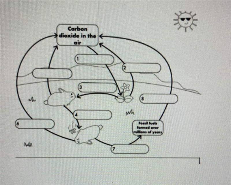 What process should be in the bubble for number 4 ? O feeding O respiration O decomposition-example-1