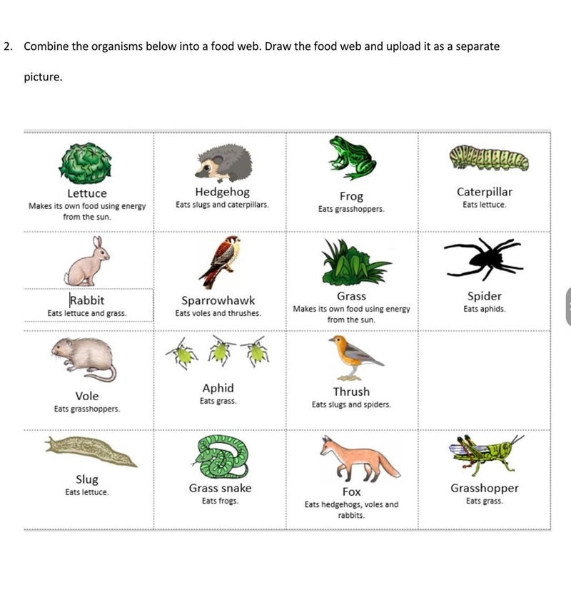 Food Web please help ​-example-1