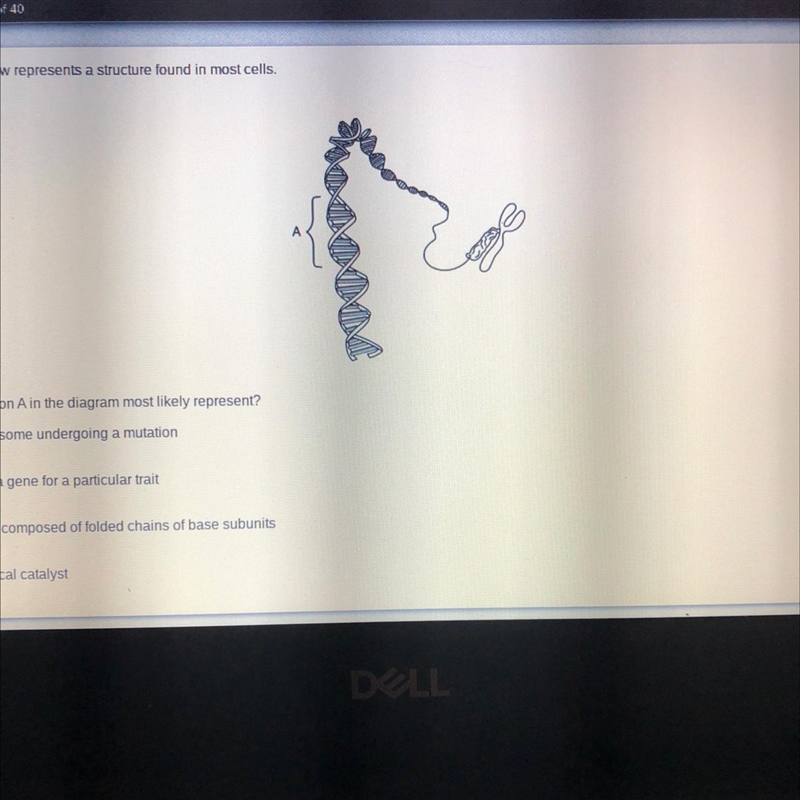 The diagram below represents a structure found in most cells. What does section A-example-1