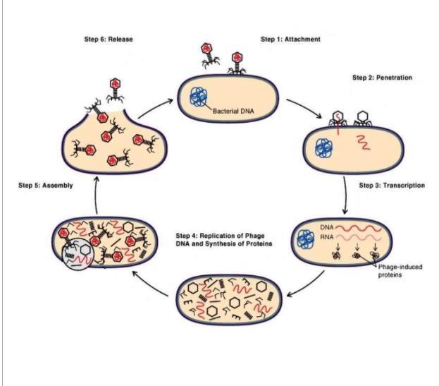 The reproductive cycle shown above involves a virus infecting a cell, replicating-example-1