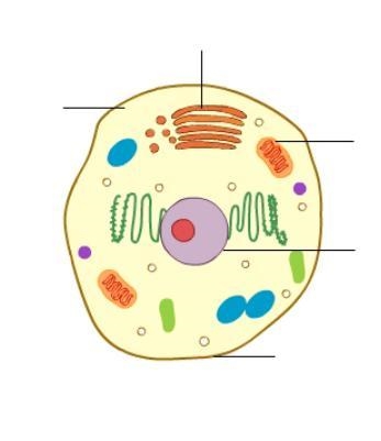 Drag each label to the correct location. Identify the function of each organelle.-example-1