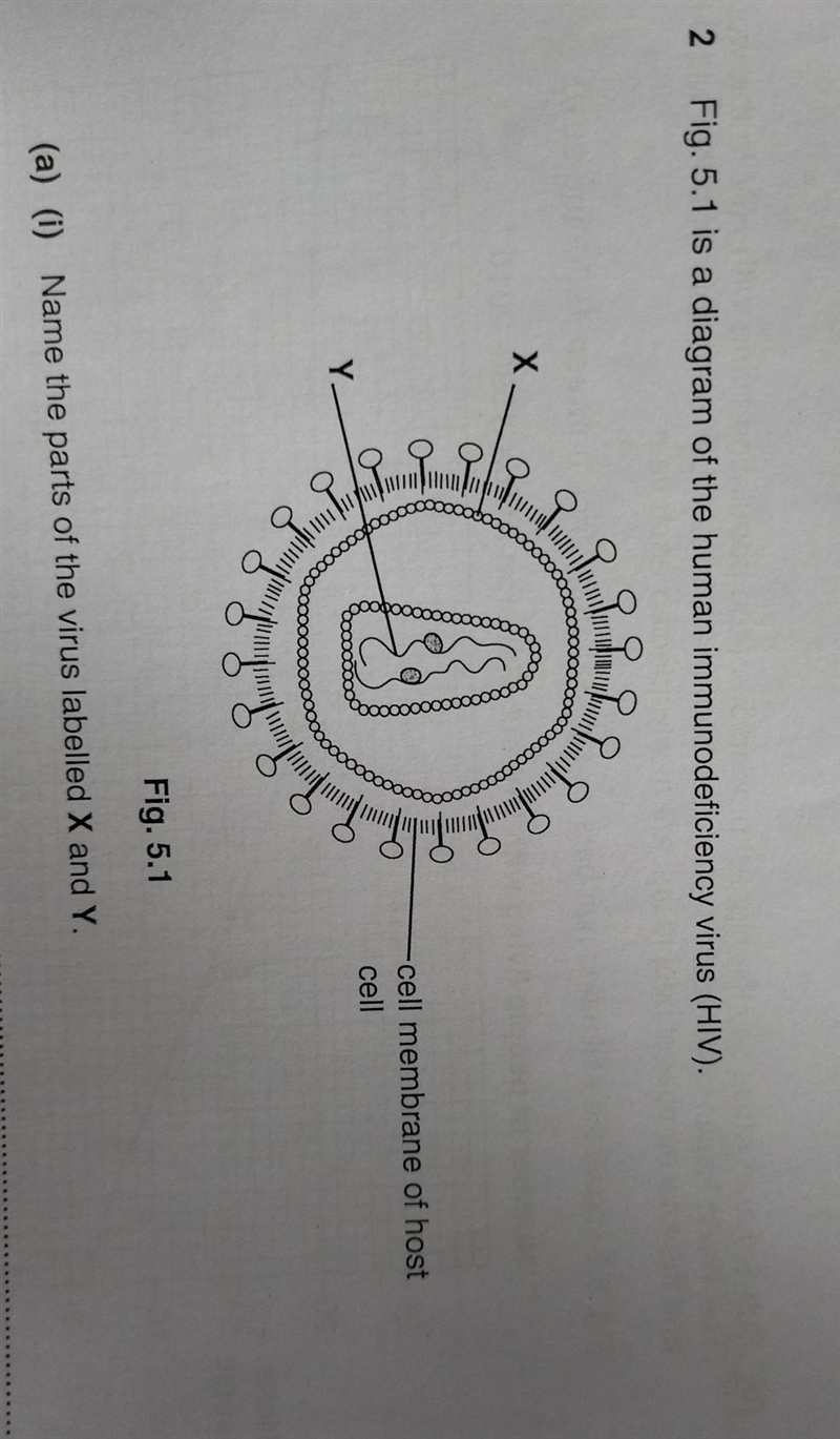 Plz help name the parts of the virus labeled x and y ​-example-1