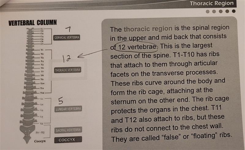 Which region of the spine has the most vertebrae?-example-2