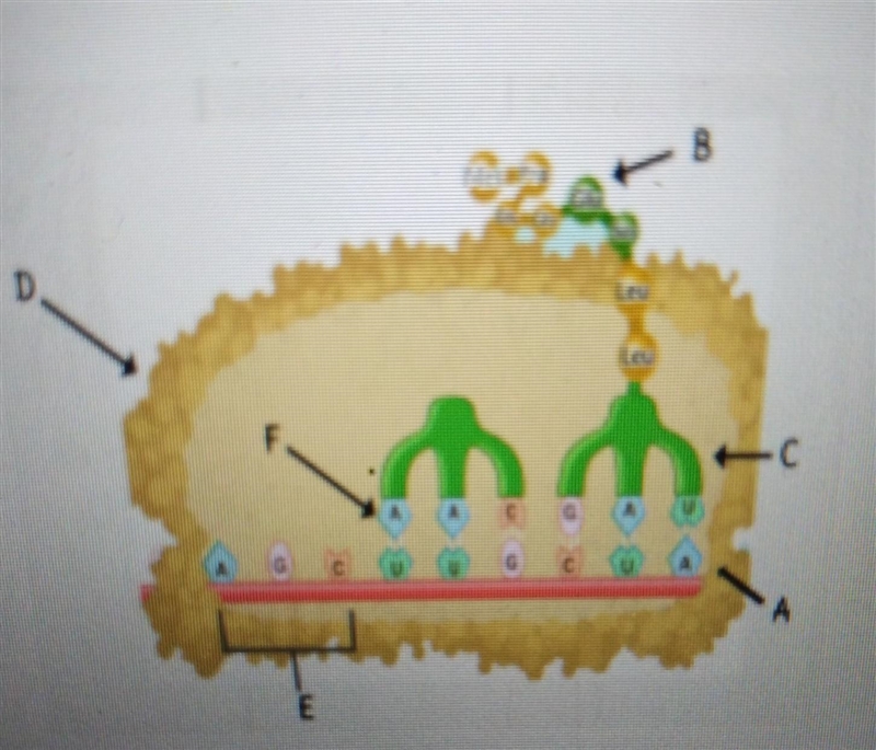 Identify the structures from the image. A - B - C - D - E - F -​-example-1