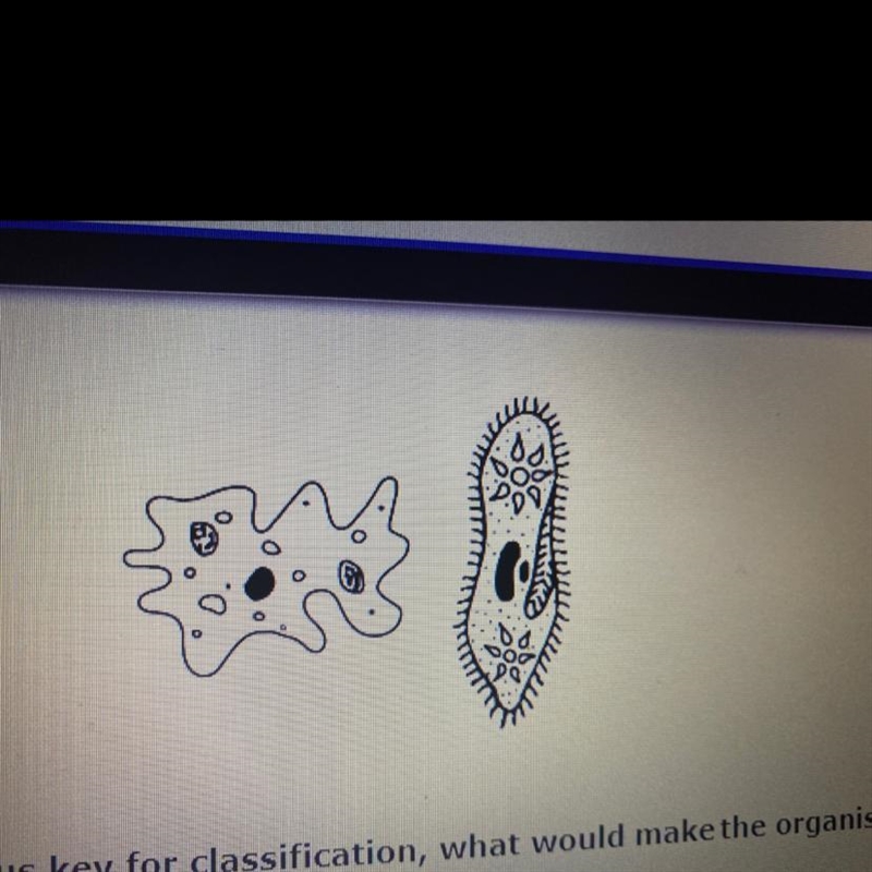 If the organisms were put in a dichotomous key for dassification, what would makethe-example-1