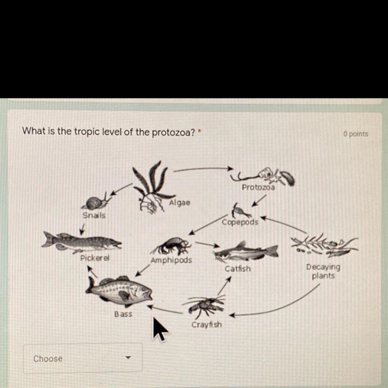 A. Producer B. Primary consumer C. Secondary consumer D. Tertiary consumer-example-1