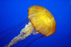 What body shape do typical jellyfish have? Polyp Medusa Reef Disc-example-1