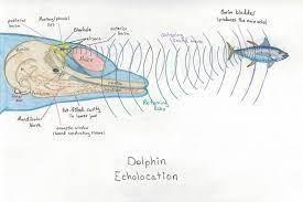 PLs HelP Me Why do bats use echolocation? to locate safe places to sleep to detect-example-1