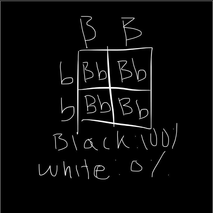 HELP what do you put into the punnett square and what is the percent of black and-example-1