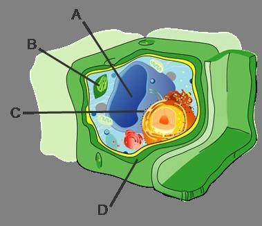 Match the labeled parts of the cell to their functions. Gives the cell its shape Stores-example-1