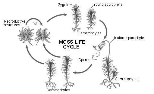 I NEED BY TODAY PLSSS ;-; When moss is in the gametophyte stage, it is a green, low-example-1