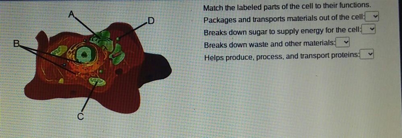 D Match the labeled parts of the cell to their functions. Packages and transports-example-1