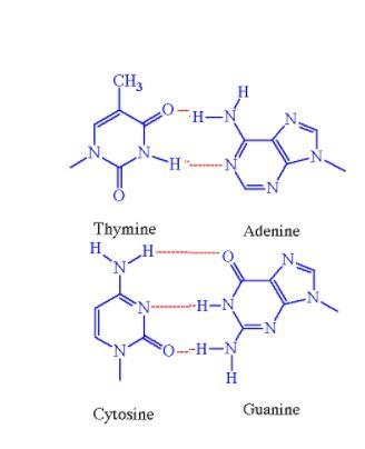 How many hydrogen bonds are between A and T, and C and G?-example-1