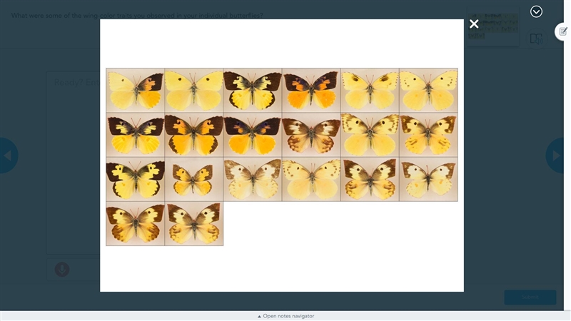 What were some of the wing-color traits you observed in your individual butterflies-example-1