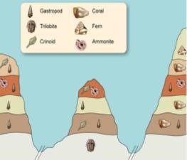 Hello humans I need help. Which conclusion is best supported by the diagram? 1) Trilobites-example-1