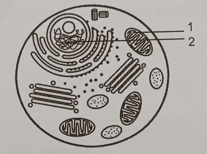 What are parts 1 and 2 of the cell?​-example-1