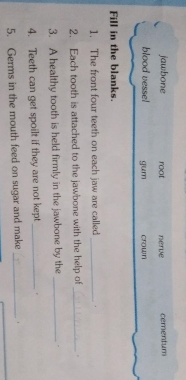 jawbone root nerve cementum blood vessel gum crown Fill in the blanks. 1. The front-example-1