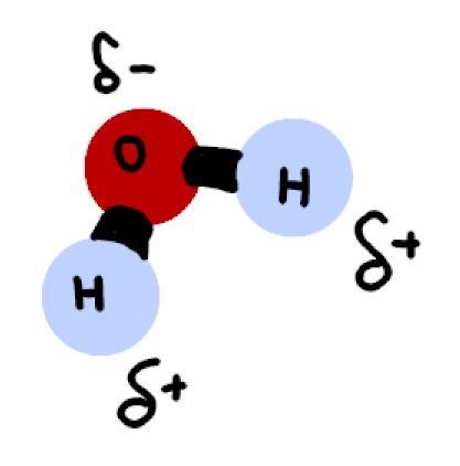 When a polar bond is formed between 2 atoms which atom receives a partial positive-example-1