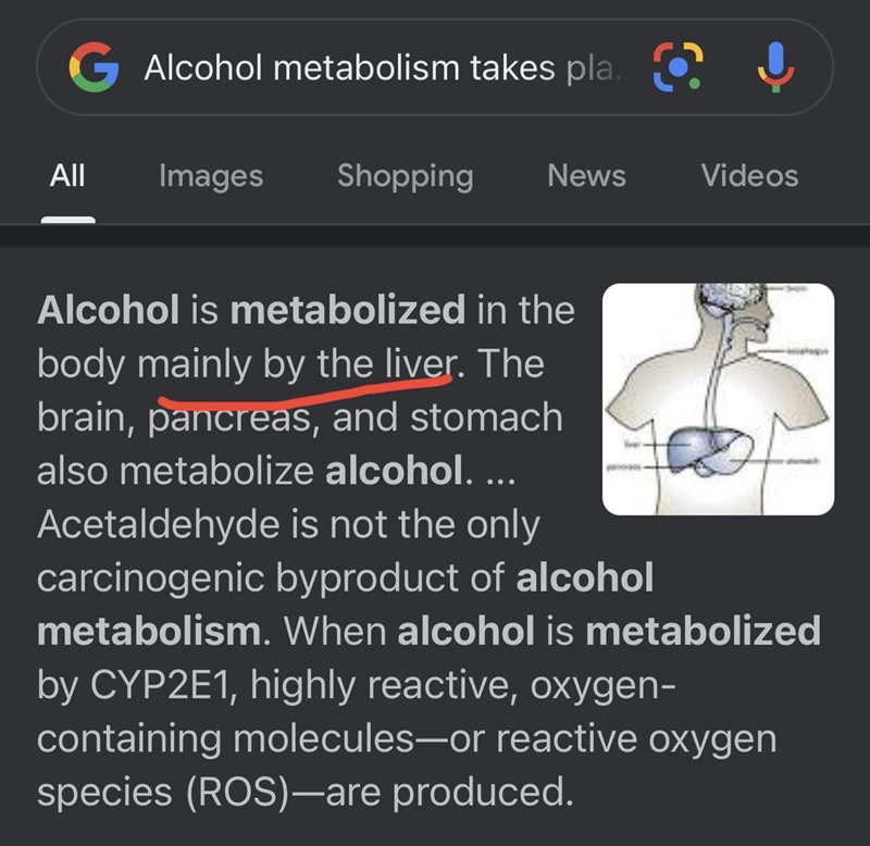 Alcohol metabolism takes place in the O small intestine stomach O heart Oliver-example-1