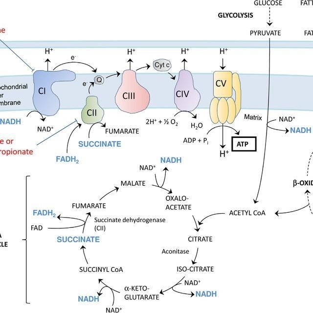 Draw a schematic of the mitochondrial respiratory chain ?-example-1