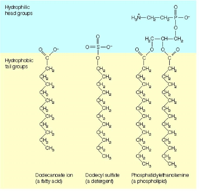 Amphipathic molecules are ________; not able to interact via van der Waals forces-example-1