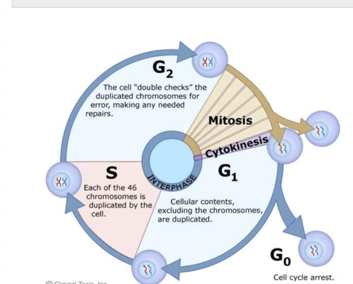 With a well labeled diagram explain the stages of meiosis and mitosis​-example-2