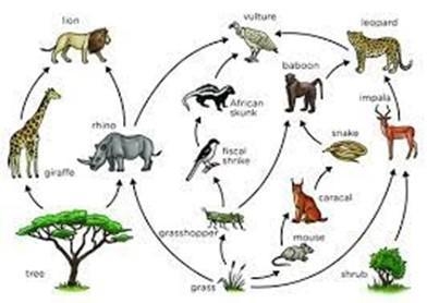 Look at the image below. List 1 biotic factor and 1 abiotic factor that you see in-example-2