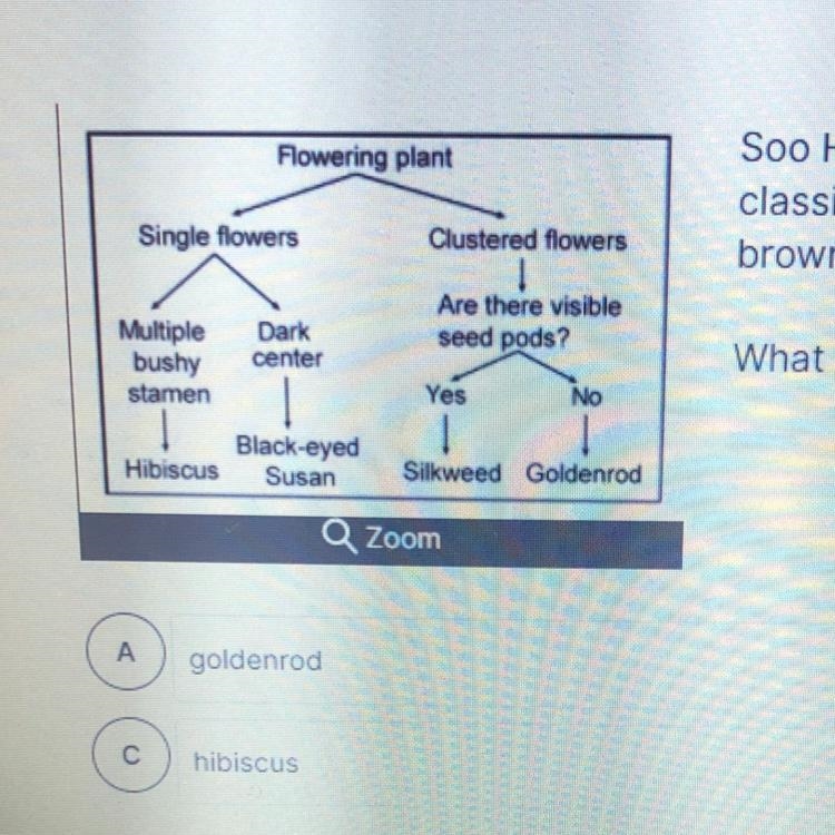 Soo Hwan found a flowering plant at school and used a classification key to help him-example-1