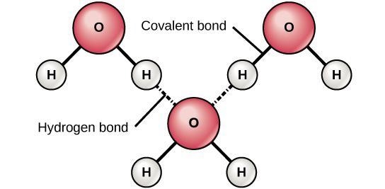 In a water molecule, what type of bond forms between the oxygen and hydrogen atoms-example-1