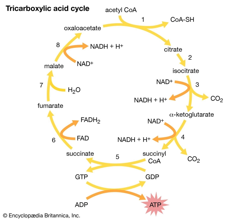 How many nadh molecules are made from one molecule of acetyl coa going through the-example-1