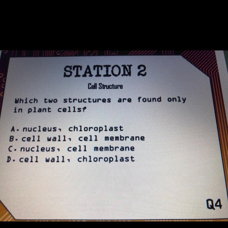 PLEASE HELP ME!! Which two structures are found only in plant cells? A. nucleus, chloroplast-example-1