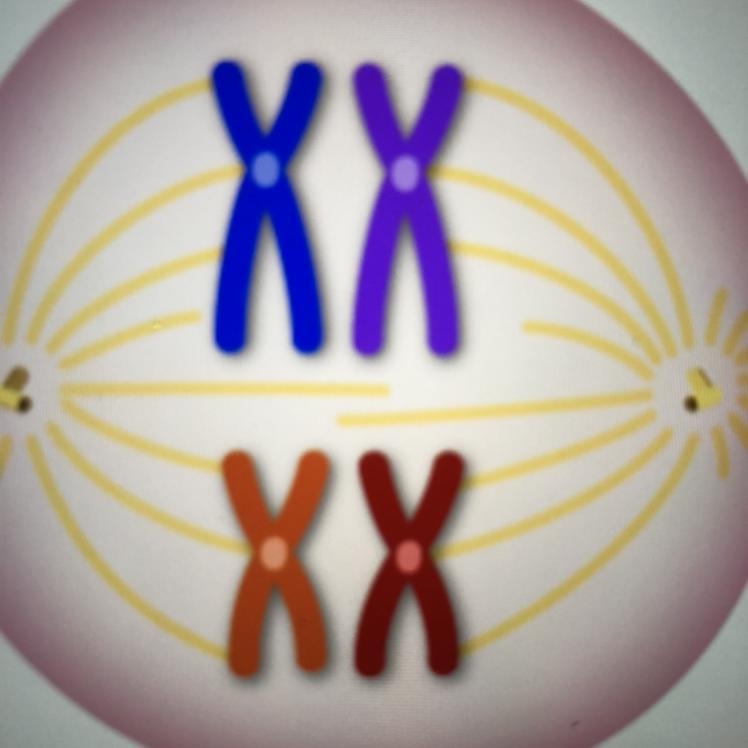 HELP PLEASE ASAP!!!!! the cell is undergoing a step of meiosis I. what step is the-example-1