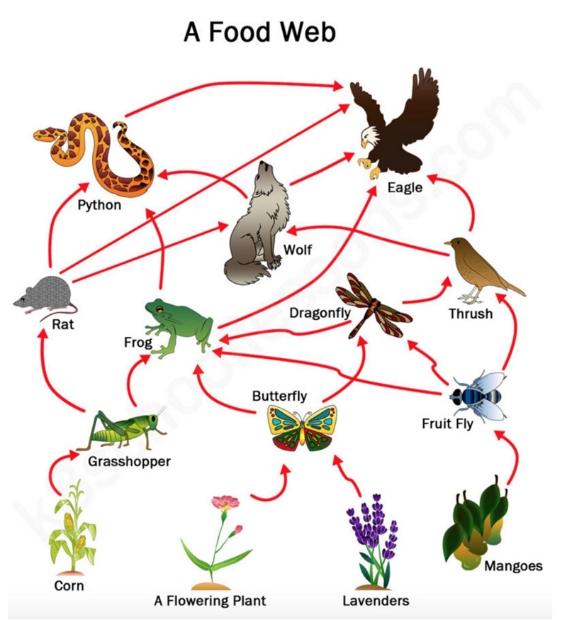 Analyze the food web. If the frog population decreases, what impact will this likely-example-1