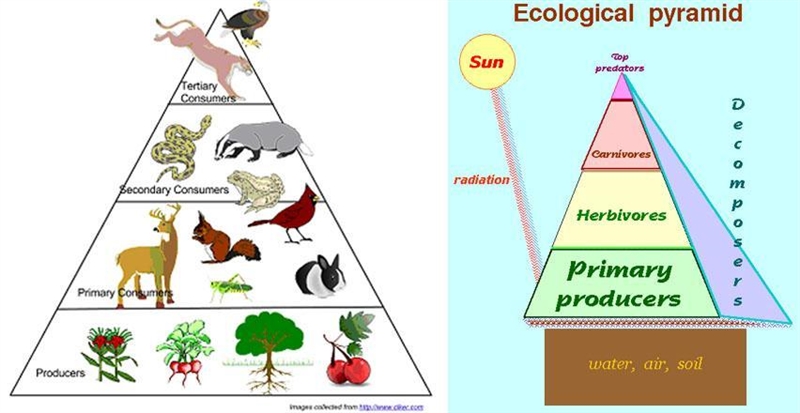 Describe the flow of energy through an ecosystem. Be sure to use the following terms-example-1