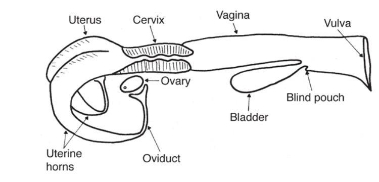 * Give the main function of Reproductive system in cattle​-example-1