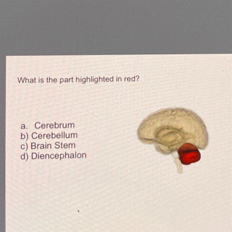 What is the part highlighted in red? a. Cerebrum b) Cerebellum c) Brain Stem d) Diencephalon-example-1