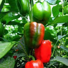 I need help with plants again .. what is a jupiter sweet pepper-example-1