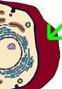 What is the cell membrane? the center of the cell the boundary of the cell the energy-example-1