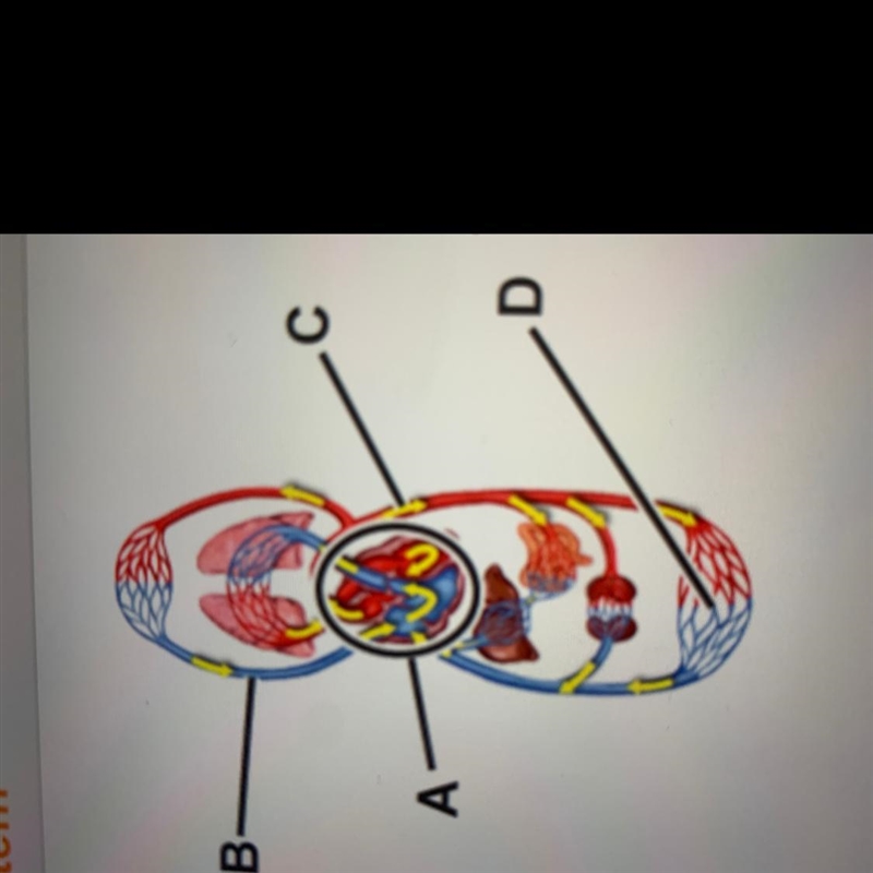 Identify the function of the labeled structures. A: B B: С C: D: A D-example-1